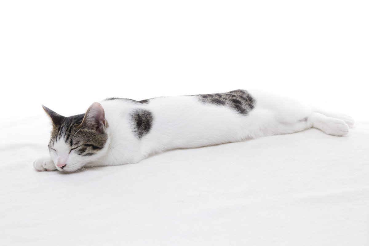 猫の体が『よく伸びる』理由4選！しなやかな動きの秘密とは