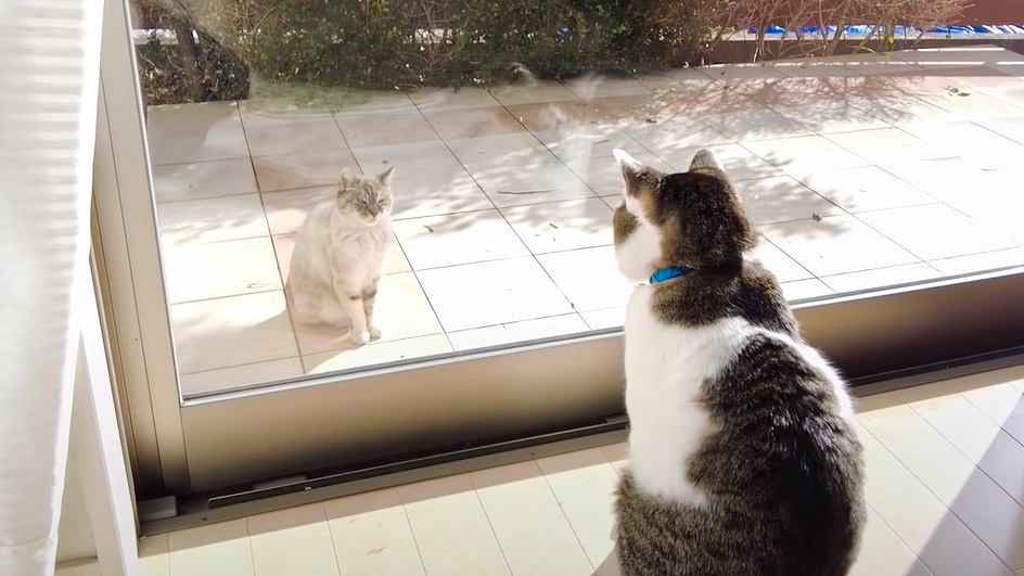 庭に来る野良猫と元野良猫の会話に『猫語翻訳機』を使ってみた結果！　『親戚かも？』『会話が成立してるの凄い』の声