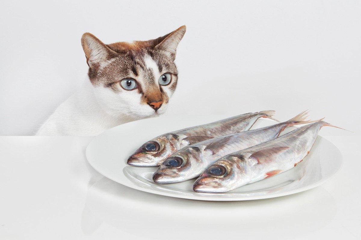 猫の大好物は魚じゃない？猫が『誤解されている』こと3つ	