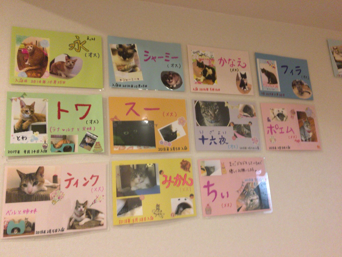 高円寺にある里親募集型猫カフェ『猫縁 ねこえん 』