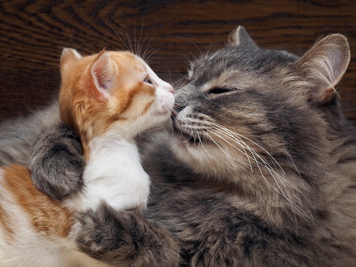 猫は愛情深い生き物！その母性と父性について