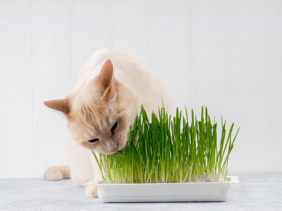 猫草は毛玉ケアに効果的？栽培方法や適切な与え方など