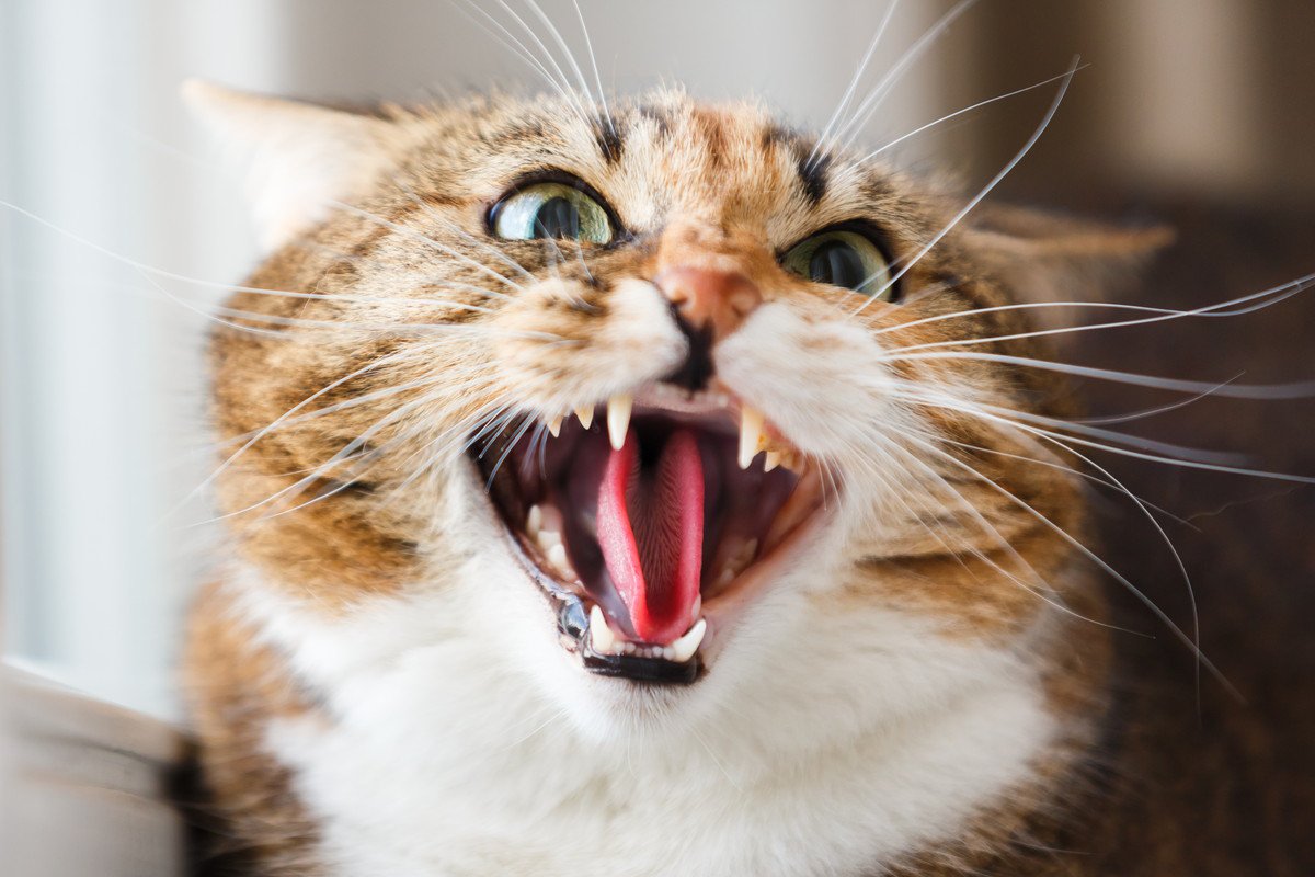 愛猫が突然攻撃的になる『激怒症候群』原因や症状、予防法を解説