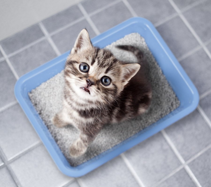 迷える飼い主必見！猫の『トイレトレーニング』を成功に導くポイント４つ