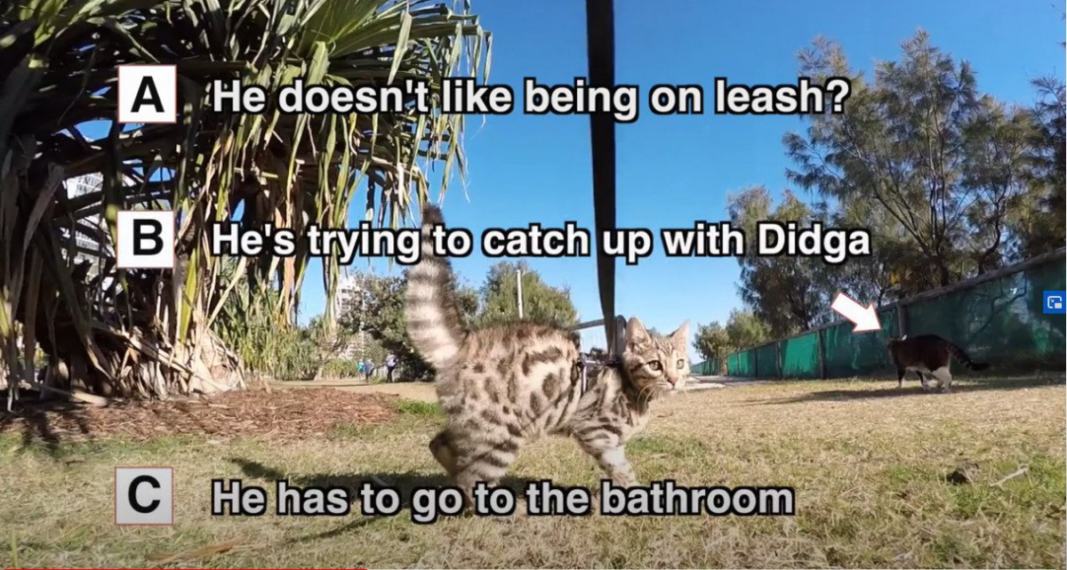 生後12週の天才猫さん、全力疾走で向かうのは…巨大な猫トイレ！？