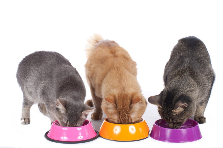 猫の食器を選ぶポイントとおすすめ商品