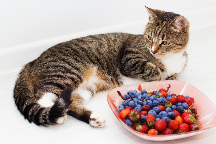 猫はブルーベリーを食べても大丈夫？正しい与え方や注意点について