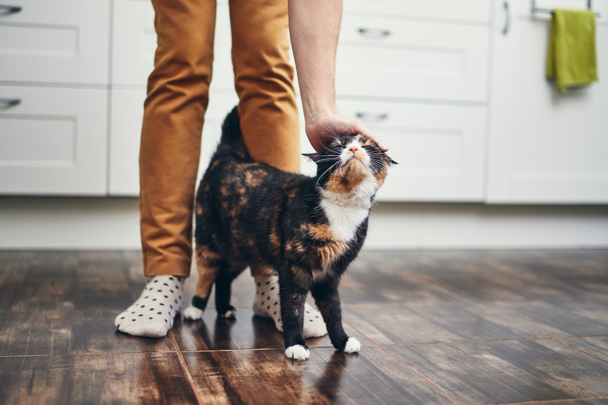 猫が足もとでウロウロ…その行為に秘められた愛猫からのメッセージ4選