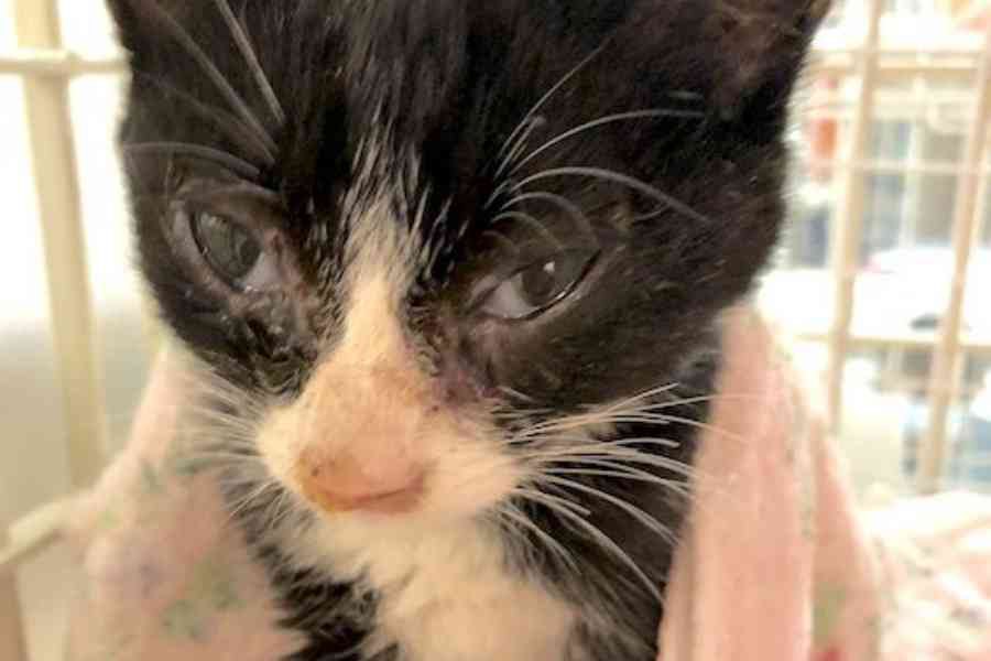 風邪でボロボロの子猫4匹…一命を取り留め幸せに！
