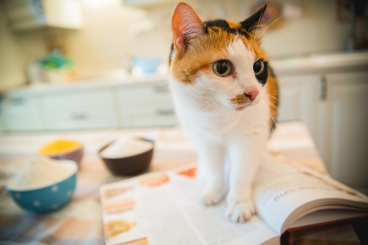 猫の『炊飯器に乗る行為』をやめさせる3つの方法！乗りたくなる理由も解説