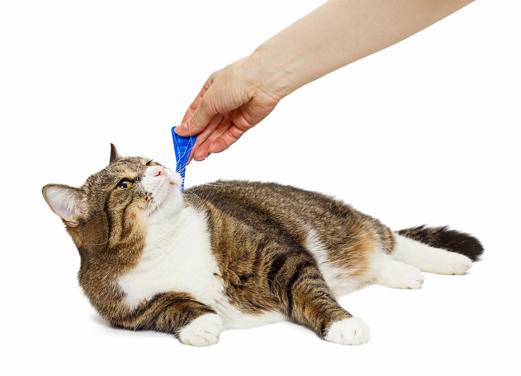 猫のノミ対策！予防策と寄生した場合の駆除方法