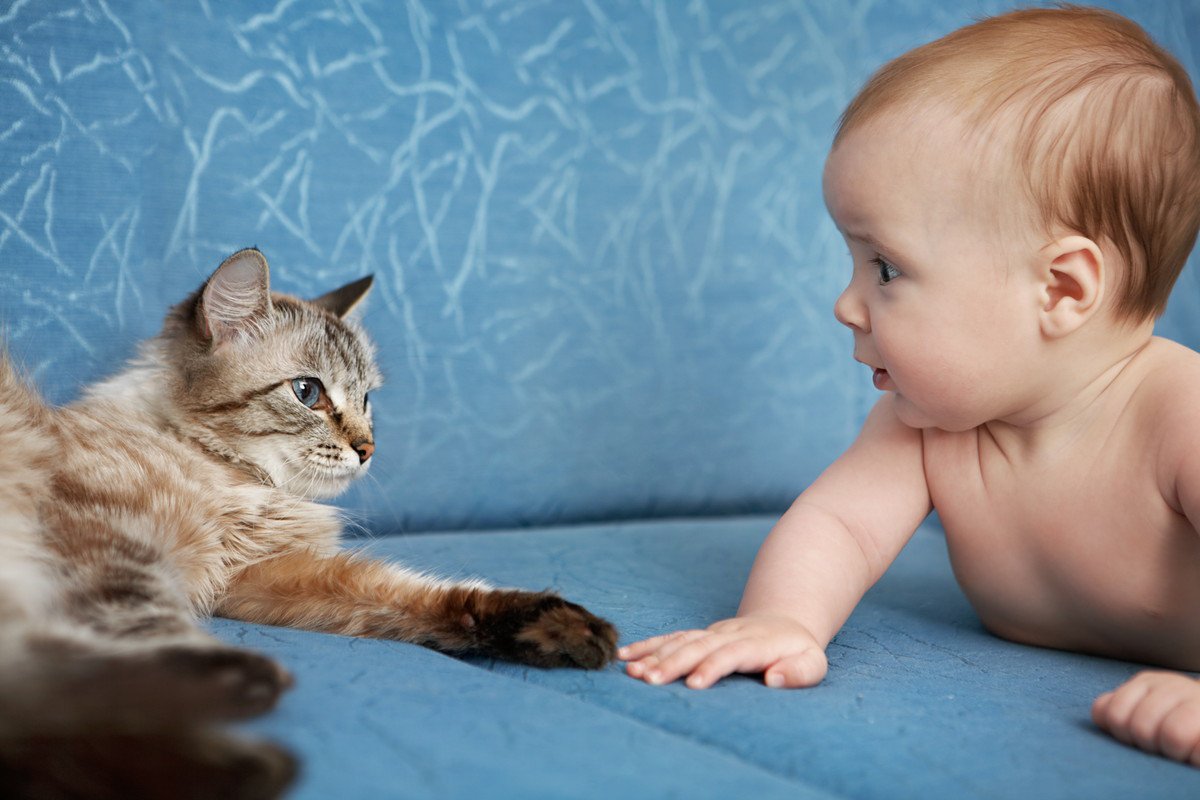 猫と『赤ちゃん』は同居しても大丈夫？注意点や仲良くしてもらう方法5つ