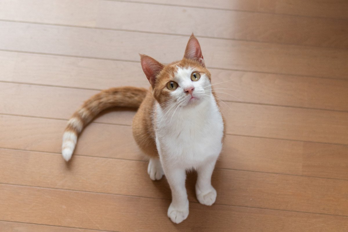 猫と暮らす上で避けるべきNGな「床」のタイプ3つ　なぜ危険なのか、理由も解説