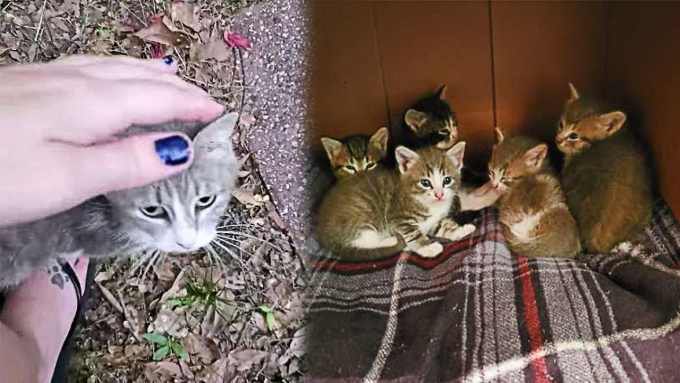 庭に現れた授乳期のママ猫…数日後に起こったサプライズに感涙！