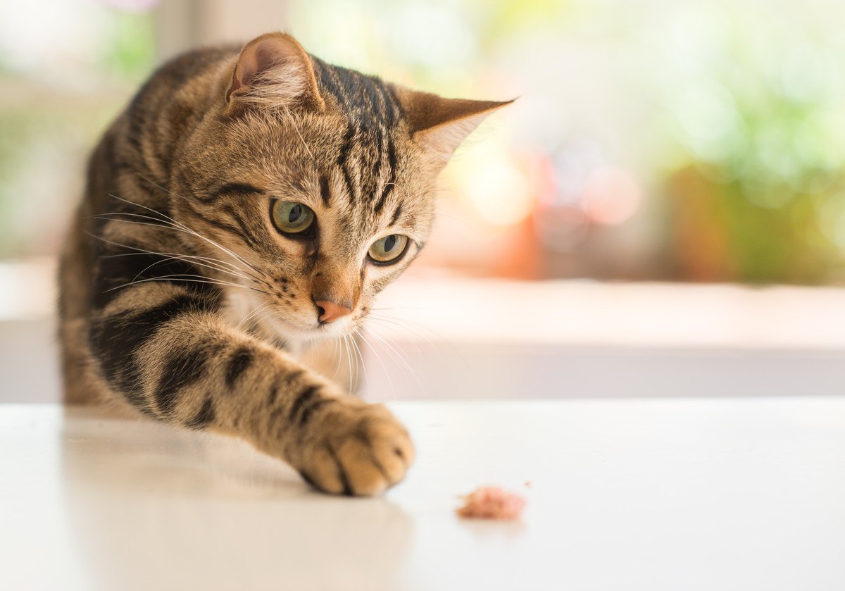 猫の『盗み食い』で起こる危険なトラブル3つと予防策
