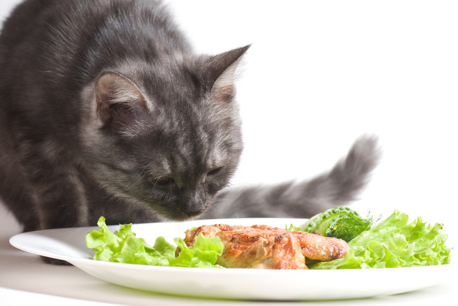 猫に手作りのご飯は必要？食べてくれない時にできるチョイ足しメニュー