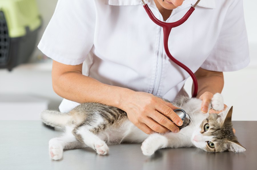 消臭剤や芳香剤…猫が危険な液体を舐めてしまった時の対処法３つ