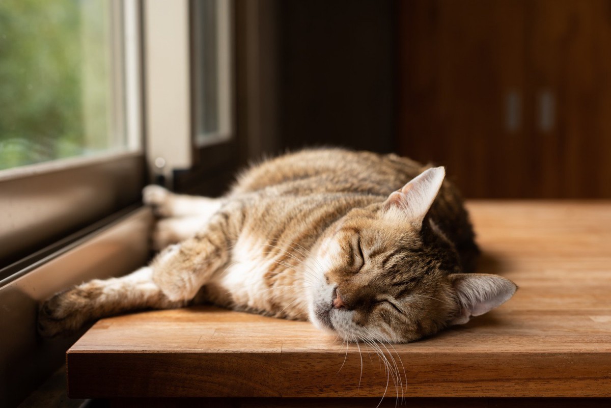 【動物介護士が解説】寝たきりになった愛猫への正しい介護方法