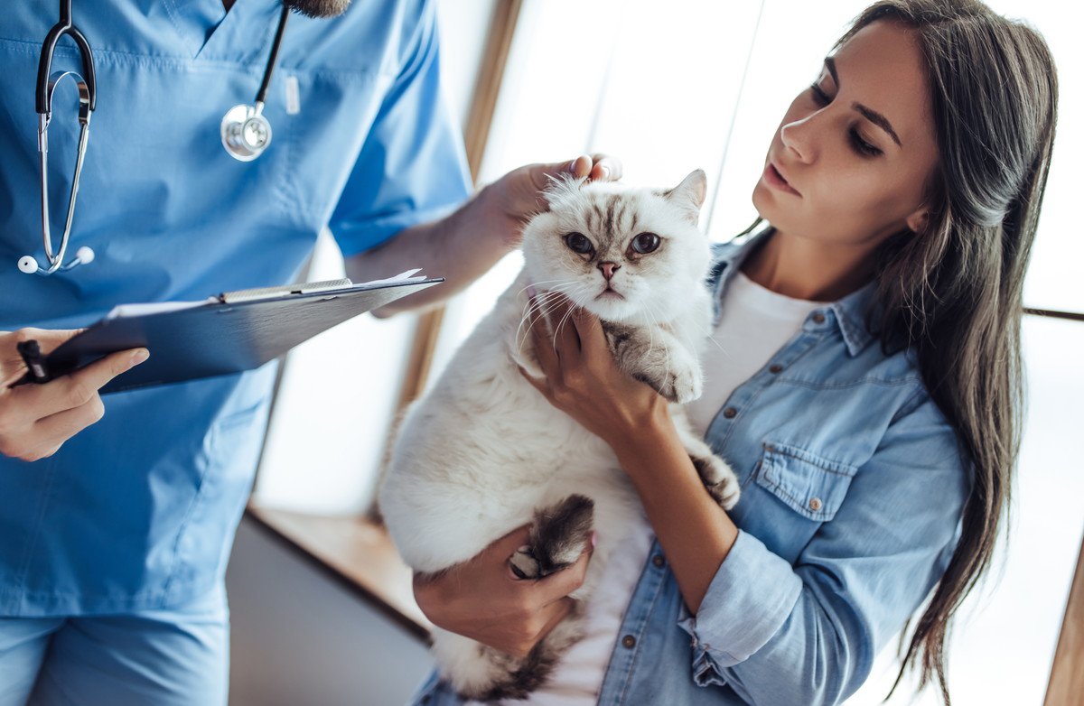 愛猫の健康を守るための動物病院選び　長く付き合うために考えたいポイント3選