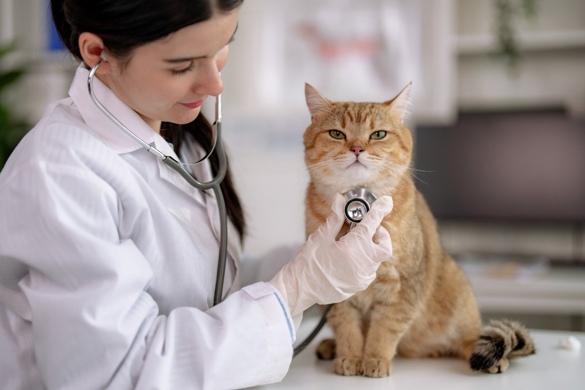 愛猫が元気なうちに知っておきたい健康データ7選　いざ病気になったときに役立つ情報