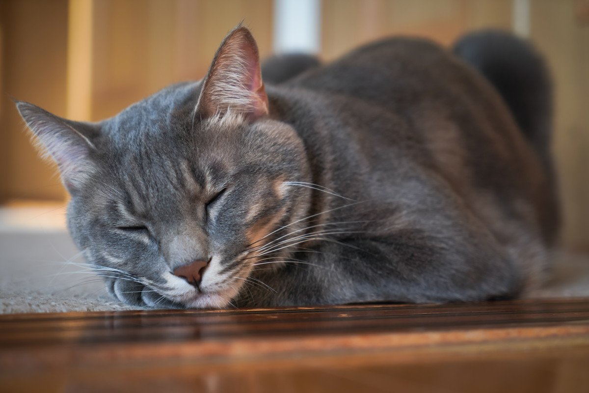 猫が『体調不調』のときに見せる寝姿4つとその理由　見逃し厳禁な猫たちのツラいサイン