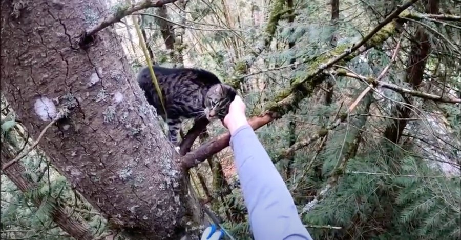 猫がモミの木でSOSの鳴き声…難航する救助を経て飼い主の元へ