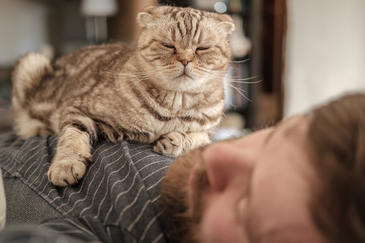猫が寝ている飼い主を襲うのはなぜ？3つの理由