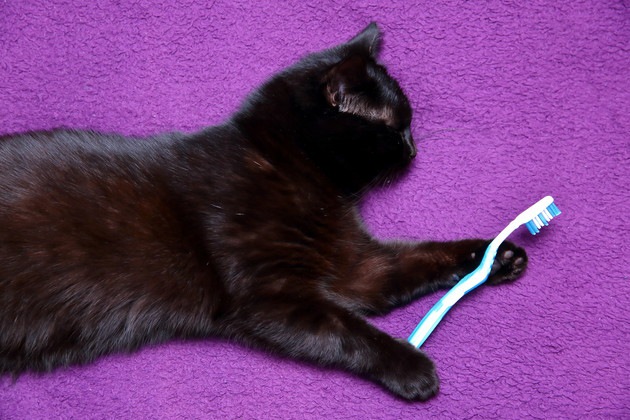 猫に歯磨きガムをあげる方法や選び方、おすすめ商品