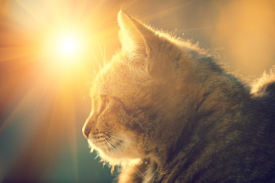 猫と暮らしたい人が持つべき『責任・覚悟』5つ！命を預かる重みを知って心構えを！