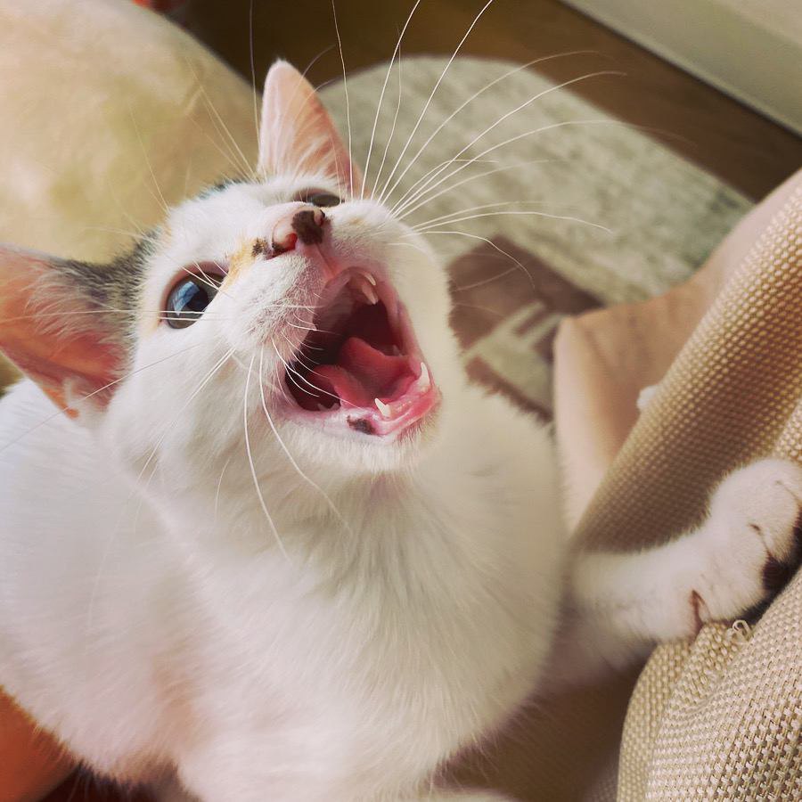 猫が人間にだけ『ニャ〜』と鳴くのはなぜ？その理由を徹底解剖！