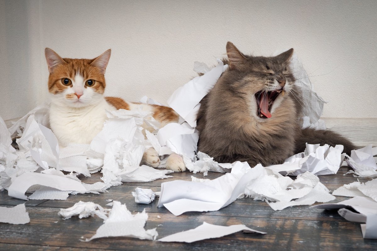 猫が『紙』を食べちゃったときの症状と対処法　防止するための気をつけるべきポイントも