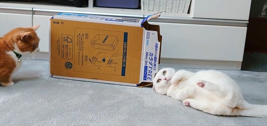 それぞれの遊び方♡箱に対する猫ちゃんたちの反応！