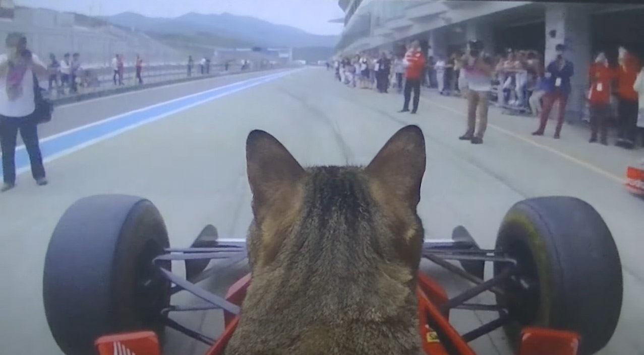 猫が初めて"F1"を運転した結果……凄まじい運転技術に『ギネスまっしぐら』『これは本当にすごい』と大絶賛