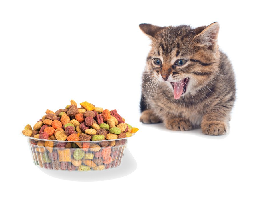 猫が『異常に餌を欲しがる』５つの理由と対策