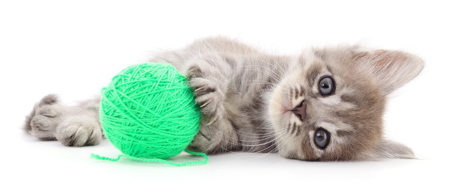 猫が『紐』を誤飲しやすい２つの理由と飲み込みやすい猫種とは？