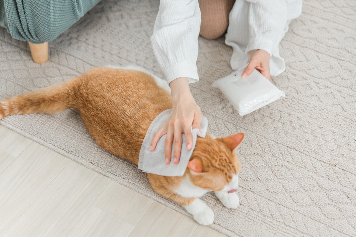愛猫のケアに取り入れたい「シャンプータオル」のススメ　選び方や使う頻度などのポイントを解説