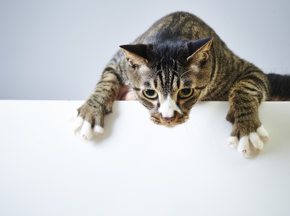 猫のしつけ方について トイレや爪とぎの方法