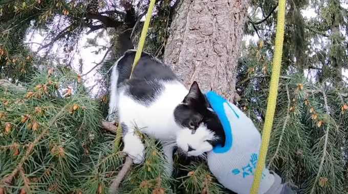 木に登って2日が経過した猫…救助の手に甘える姿に涙