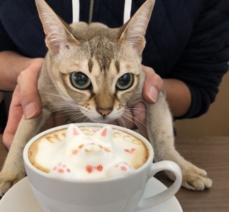 猫カフェで守るべき『４つのマナー』