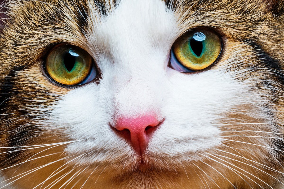 猫の『苦手な色』3選！理由や環境作りで気を付けるべきこととは