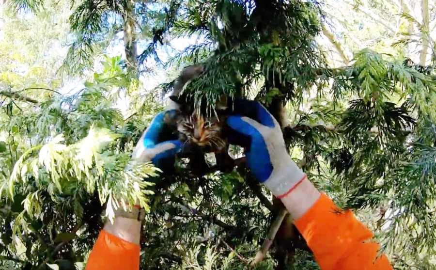 「早く助けて！」木の上で途方に暮れる猫を決死の救出！