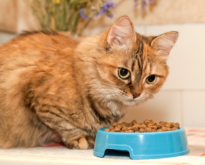 猫はゴマを食べても大丈夫？与える際の注意点や効果について