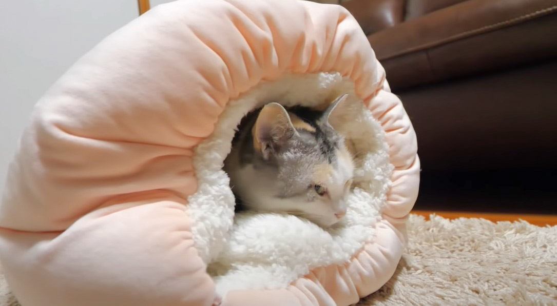 猫にクロワッサン型のベッドをプレゼントした結果→『涙が出るほど可愛い』『これは反則』尊すぎる姿に291万人が悶絶