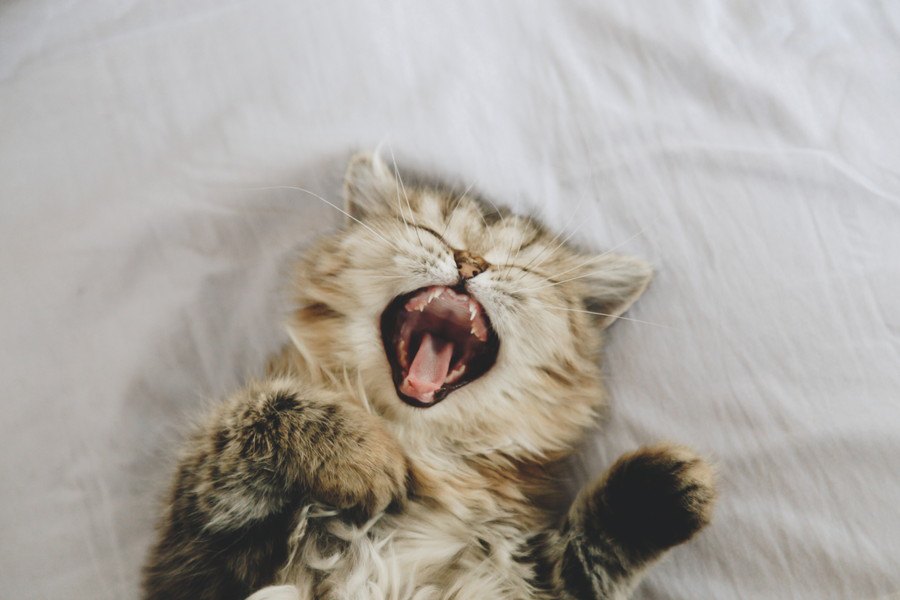 猫が朝になると大声で鳴く理由５つ