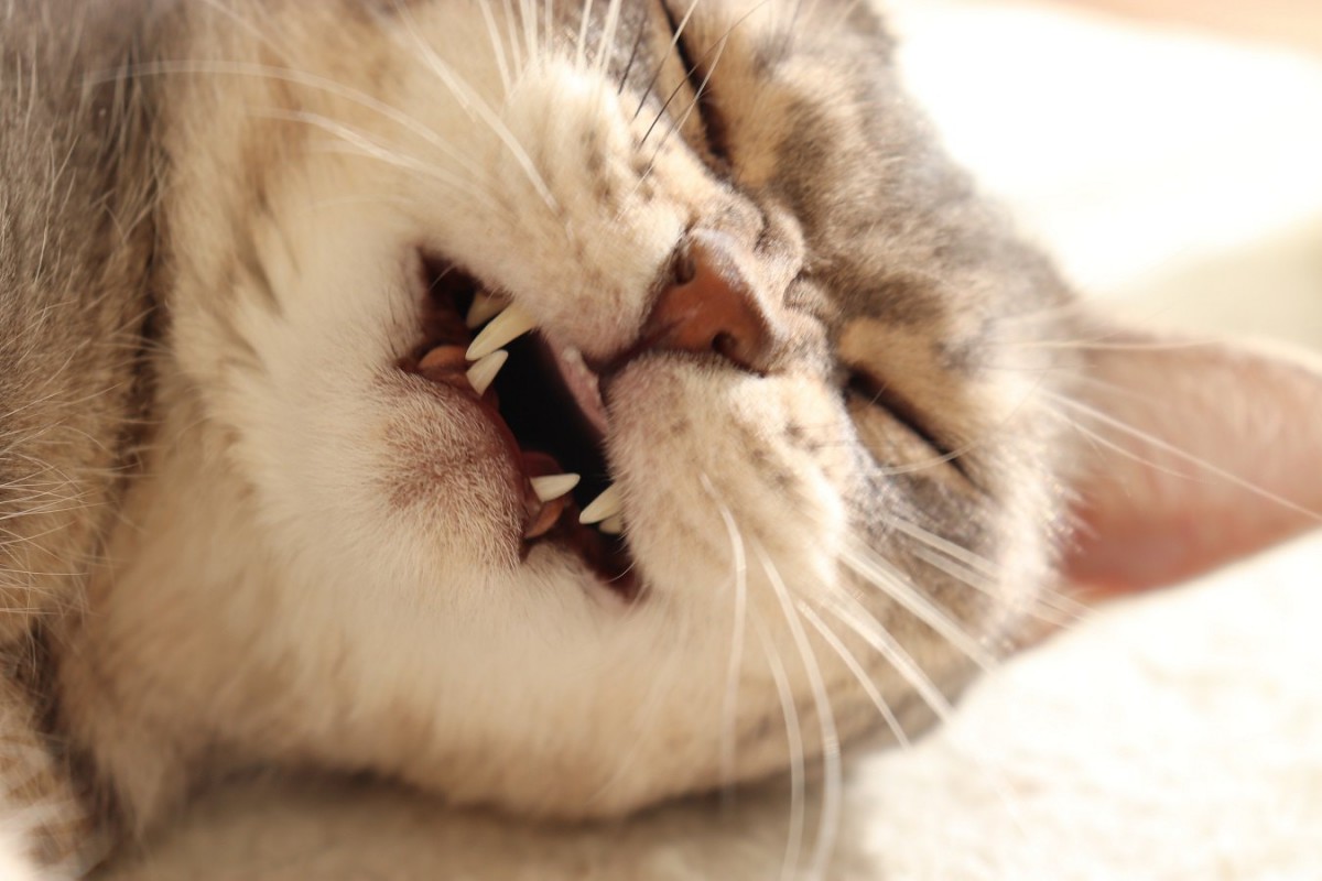 猫も『歯ぎしり』ってするの？