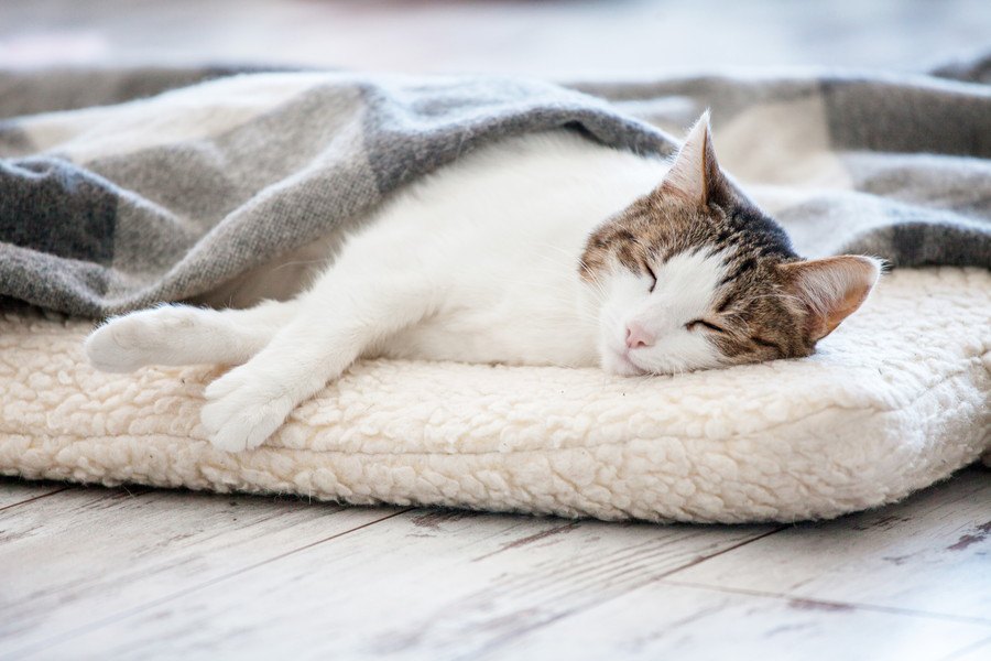 猫用のホットカーペットで寒さ対策を！商品を選ぶ時のポイントや活用方法