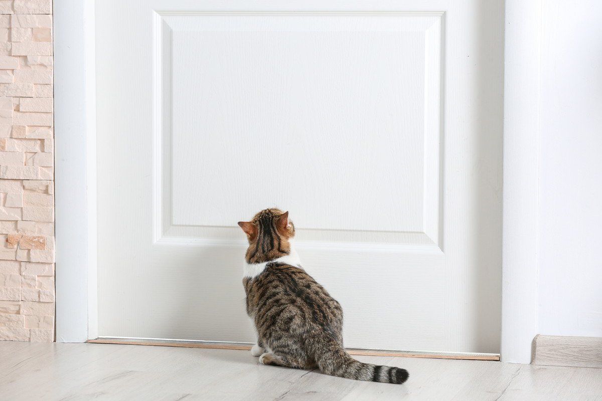 愛猫がドアを開けてしまうときの対処法　開けられやすいタイプのドアやノブ、防止策は？