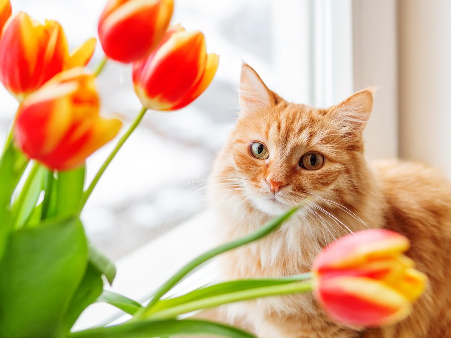 猫の命をおびやかす危険な『春の草花』５選！食べたら深刻な中毒症状になることも？
