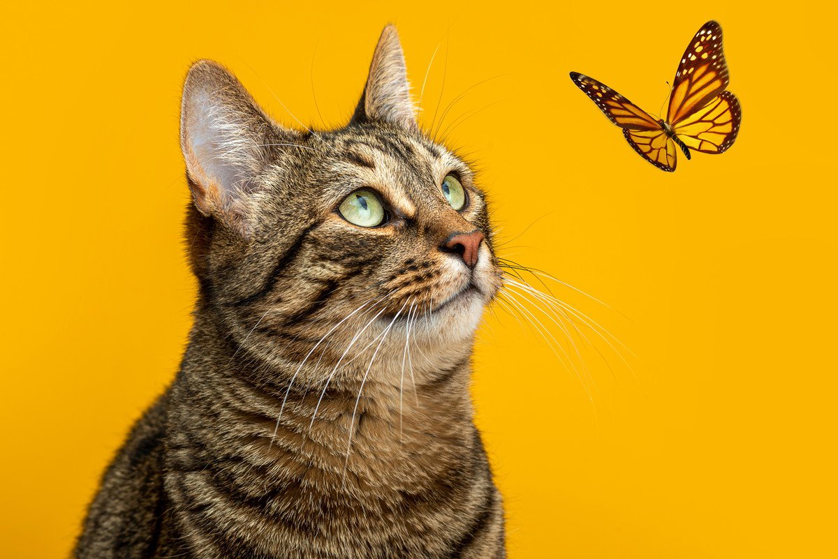 猫が食べてしまうと危険な『虫類』5選！理由と食べないようにする方法