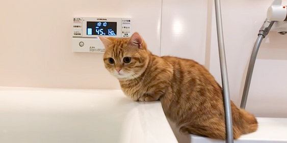 『お風呂場の監督をする猫』お湯が沸くまで監視を続ける姿に癒やされる人続出「最高」「かわいすぎて何回も見てまう」